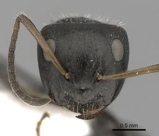 Camponotus excisus specimen CASENT0280104 image casent0280104_2