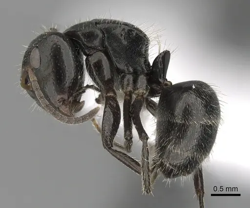 Camponotus excisus specimen CASENT0280104 image casent0280104_3