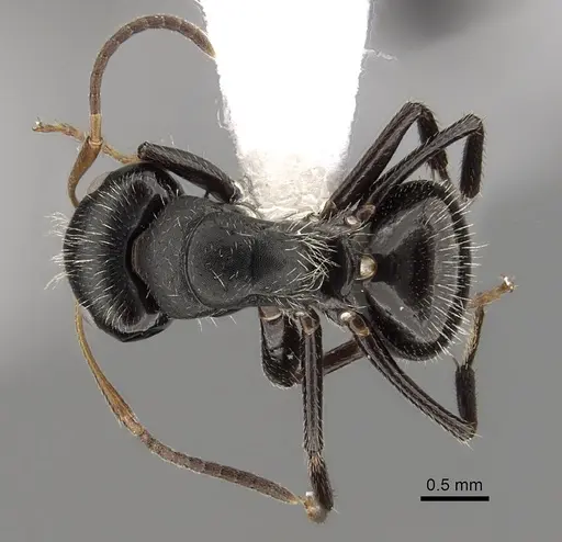 Camponotus excisus specimen CASENT0280131 image casent0280131_1