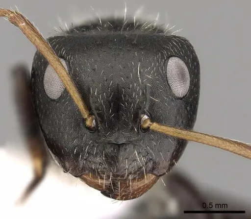 Camponotus excisus specimen CASENT0280131 image casent0280131_2
