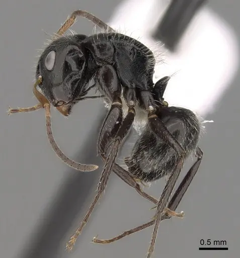Camponotus excisus specimen CASENT0280131 image casent0280131_3