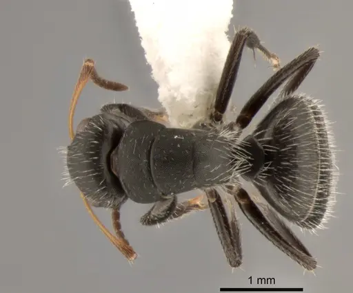 Camponotus excisus specimen CASENT0882310 image casent0882310_1
