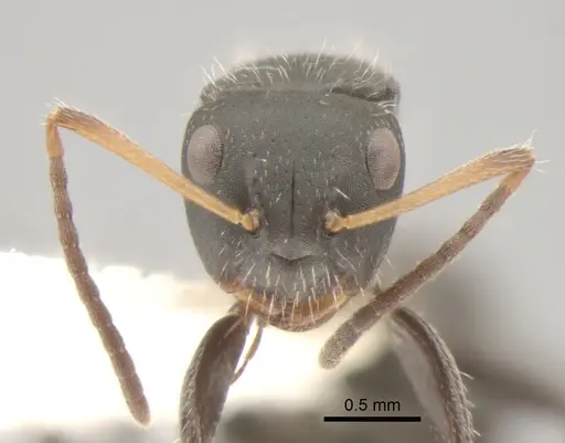 Camponotus excisus specimen CASENT0882310 image casent0882310_2
