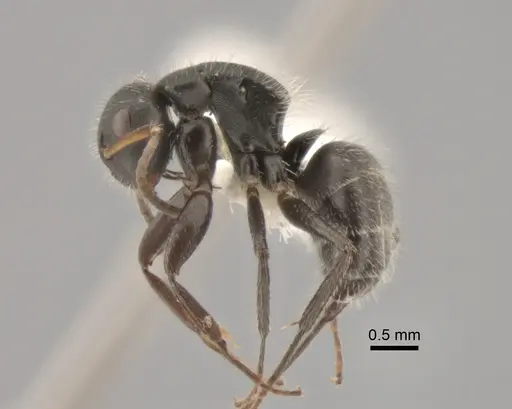 Camponotus excisus specimen CASENT0882310 image casent0882310_3