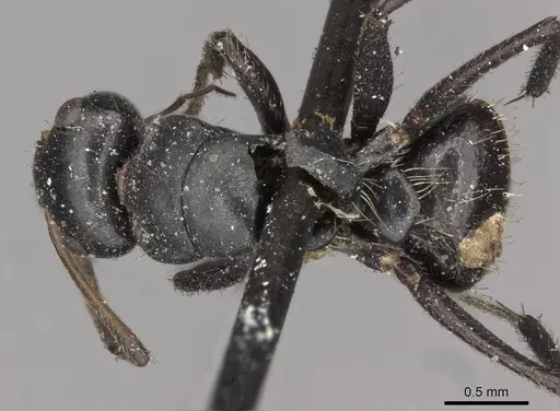 Camponotus excisus specimen CASENT0910697 image casent0910697_1