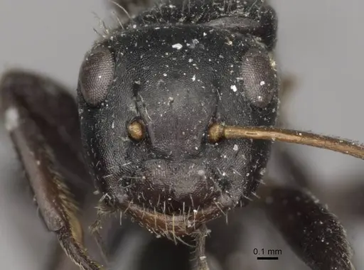 Camponotus excisus specimen CASENT0910697 image casent0910697_2