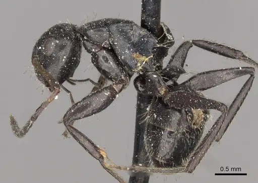 Camponotus excisus specimen CASENT0910697 image casent0910697_3