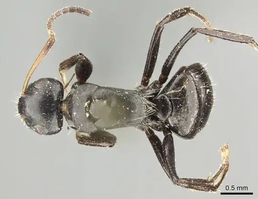 Camponotus excisus specimen CASENT0915794 image casent0915794_1