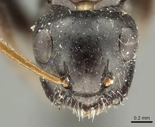 Camponotus excisus specimen CASENT0915794 image casent0915794_2