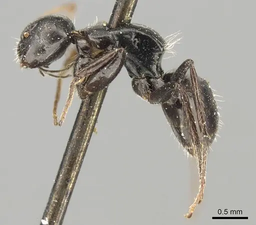 Camponotus excisus specimen CASENT0915794 image casent0915794_3