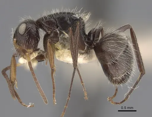 Camponotus excisus specimen CASENT0923531 image casent0923531_1