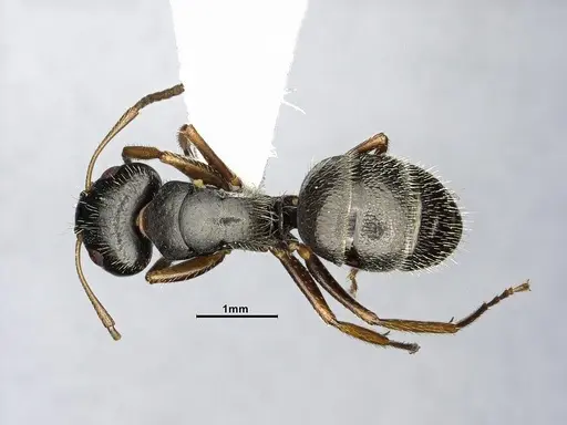 Camponotus excisus specimen CASENT4032232 image casent4032232_1