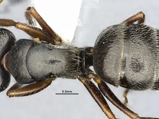 Camponotus excisus specimen CASENT4032232 image casent4032232_2