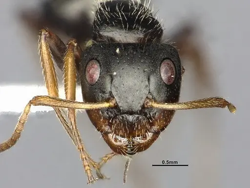 Camponotus excisus specimen CASENT4032232 image casent4032232_3