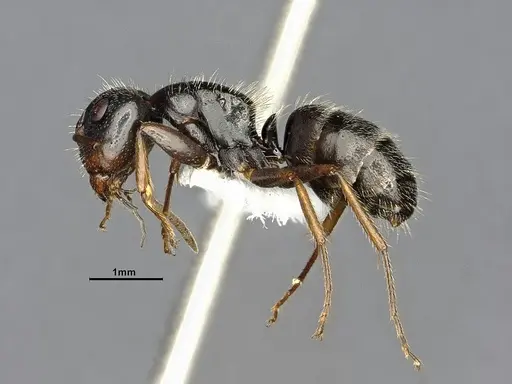 Camponotus excisus specimen CASENT4032232 image casent4032232_4