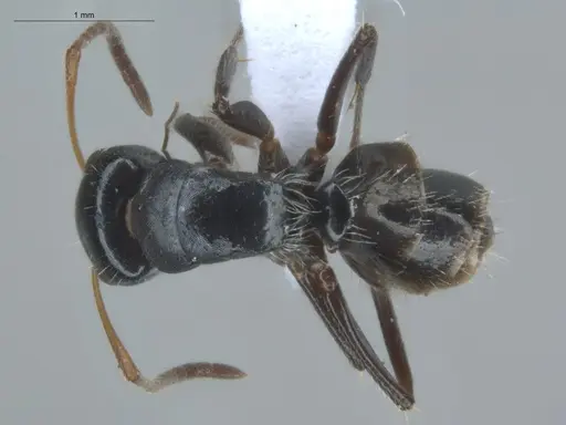 Camponotus excisus specimen ECOFOG-IT14-0813-52 image ecofog-it14-0813-52_1