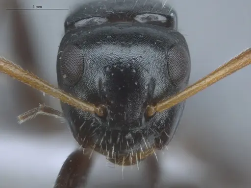 Camponotus excisus specimen ECOFOG-IT14-0813-52 image ecofog-it14-0813-52_2