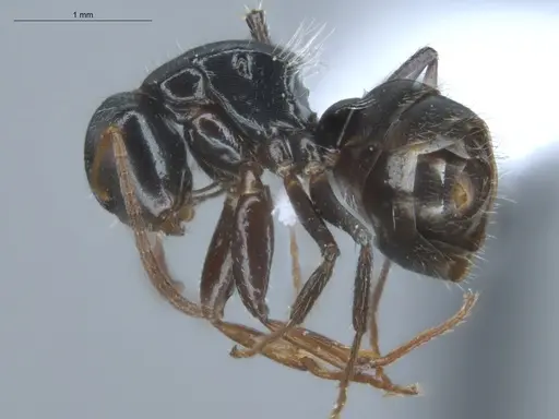 Camponotus excisus specimen ECOFOG-IT14-0813-52 image ecofog-it14-0813-52_3