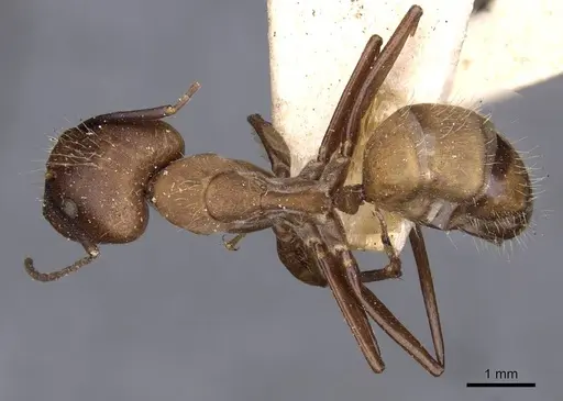 Camponotus exiguoguttatus specimen CASENT0910159 image casent0910159_1