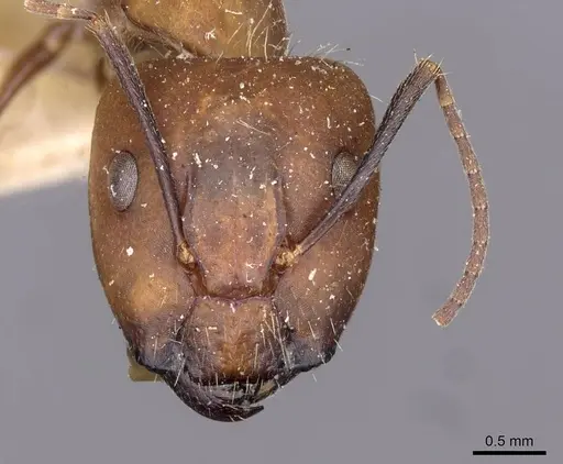 Camponotus exiguoguttatus specimen CASENT0910159 image casent0910159_2