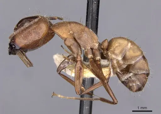 Camponotus exiguoguttatus specimen CASENT0910159 image casent0910159_3