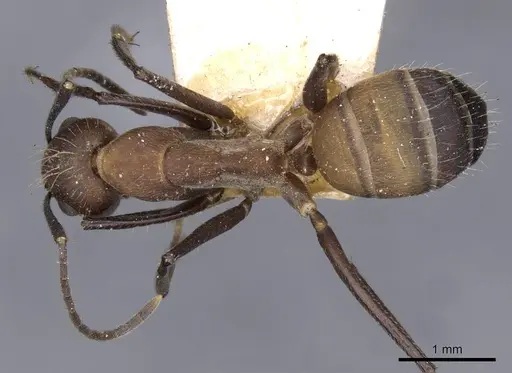 Camponotus exiguoguttatus specimen CASENT0910160 image casent0910160_1