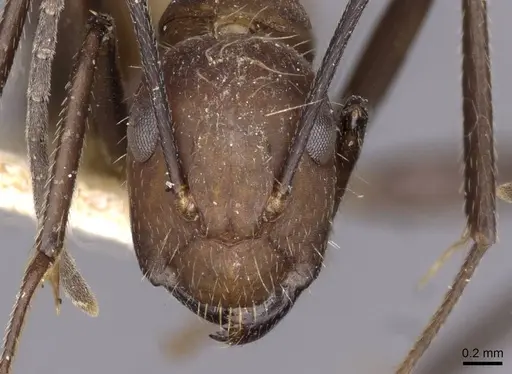 Camponotus exiguoguttatus specimen CASENT0910160 image casent0910160_2