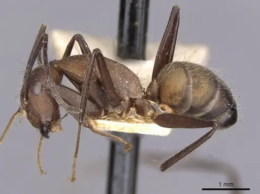 Camponotus exiguoguttatus specimen CASENT0910160 image casent0910160_3