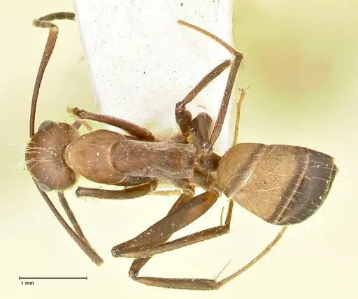 Camponotus exiguoguttatus specimen FOCOL2429 image focol2429_1