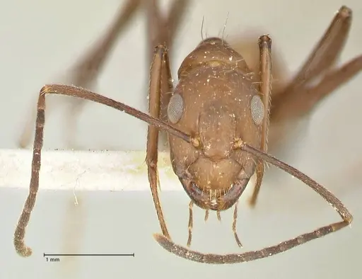 Camponotus exiguoguttatus specimen FOCOL2429 image focol2429_2