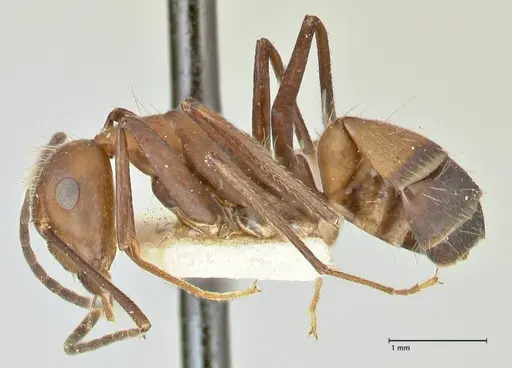 Camponotus exiguoguttatus specimen FOCOL2429 image focol2429_3