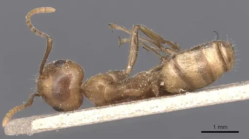 Camponotus exsectus specimen CASENT0905386 image casent0905386_1