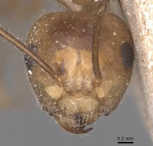 Camponotus exsectus specimen CASENT0905386 image casent0905386_2