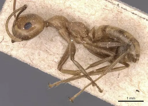 Camponotus exsectus specimen CASENT0905386 image casent0905386_3