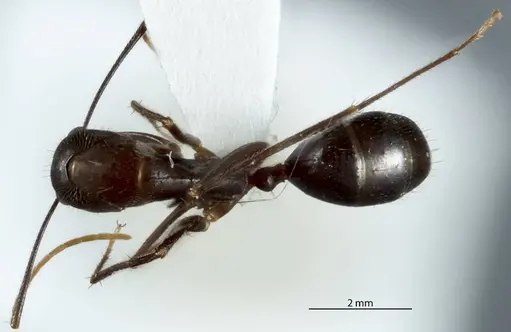 Camponotus extensus specimen ANTWEB1041238 image antweb1041238_1