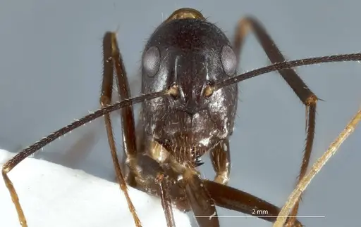 Camponotus extensus specimen ANTWEB1041238 image antweb1041238_2