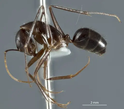Camponotus extensus specimen ANTWEB1041238 image antweb1041238_3