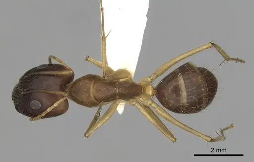 Camponotus extensus specimen CASENT0280219 image casent0280219_1