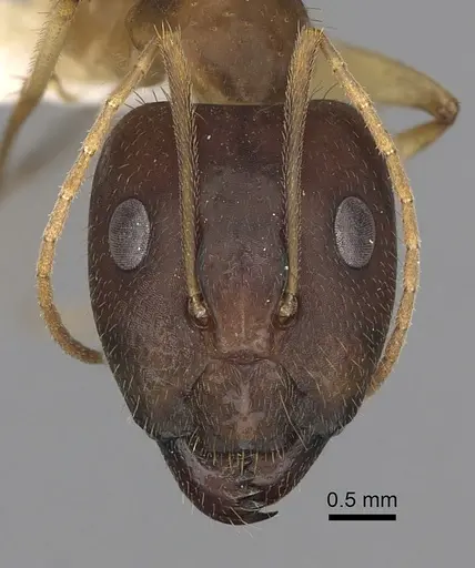 Camponotus extensus specimen CASENT0280219 image casent0280219_2