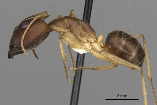 Camponotus extensus specimen CASENT0280219 image casent0280219_3