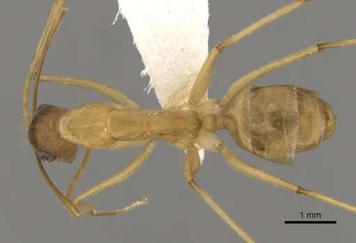 Camponotus extensus specimen CASENT0280220 image casent0280220_1
