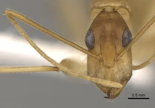 Camponotus extensus specimen CASENT0280220 image casent0280220_2