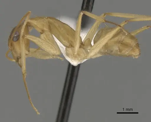 Camponotus extensus specimen CASENT0280220 image casent0280220_3