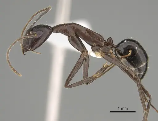 Camponotus extensus specimen CASENT0887739 image casent0887739_1
