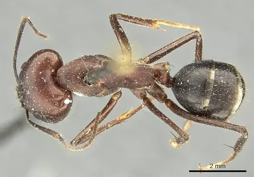 Camponotus extensus specimen CASENT0915758 image casent0915758_1