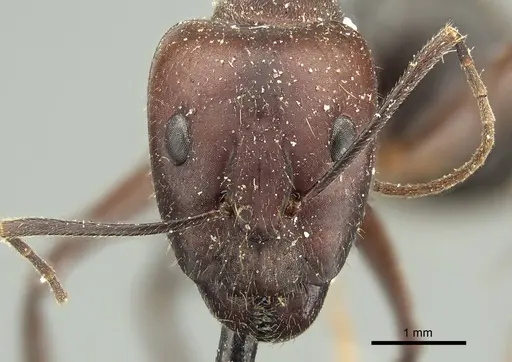 Camponotus extensus specimen CASENT0915758 image casent0915758_2