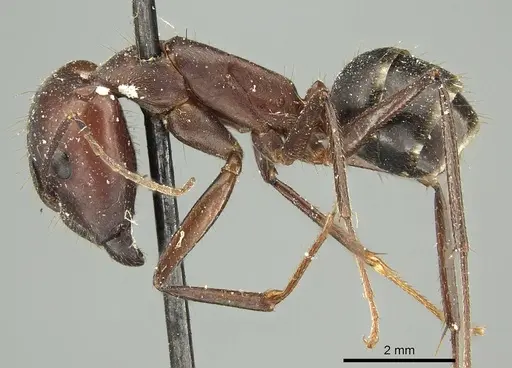 Camponotus extensus specimen CASENT0915758 image casent0915758_3