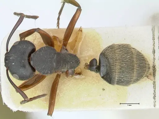 Camponotus ezotus specimen FOCOL2245 image focol2245_1