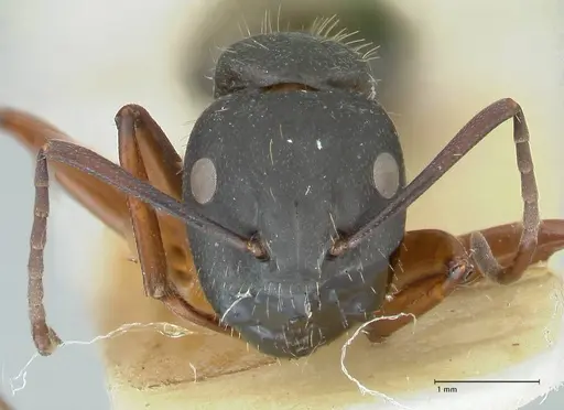 Camponotus ezotus specimen FOCOL2245 image focol2245_2