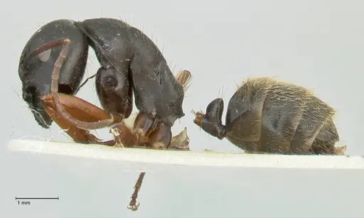 Camponotus ezotus specimen FOCOL2245 image focol2245_3